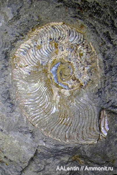 аммониты, юра, кимеридж, Самарская область, Nannocardioceras, Заводское обнажение, Kimmeridgian, Jurassic