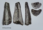 Зуб Pliosaurus