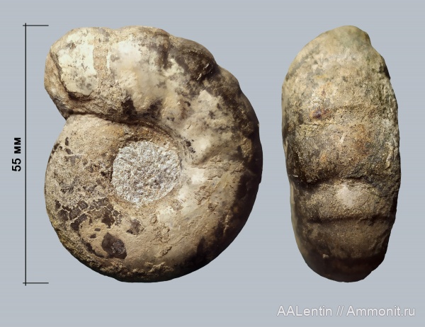 аммониты, юра, Самарская область, Craspedites, Кашпир, Ammonites, Сызрань, Craspedites parakaschpuricus
