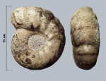 Интересный Craspedites parakaschpuricus