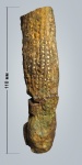 Губка Sphenaulax sp.