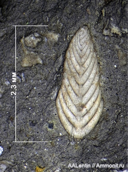 юра, фораминиферы, кимеридж, Самарская область, Foraminifera, Заводское обнажение, citharinella