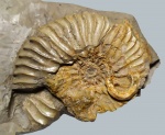 Aulacostephanus с обрастанием серпулой