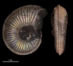 Новогодний подарок Amoeboceras alternoides