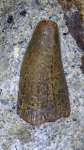 Зуб амфибии 2