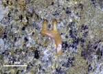 Фрагмент челюсти Procolophonidae