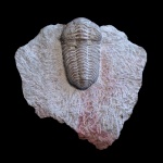 Pliomera fischeri (Eichwald, 1825)