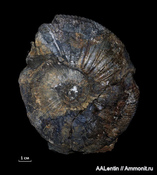аммониты, юра, Virgatites, Самарская область, Virgatites virgatus, Ammonites, Новая рачейка