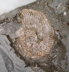 Аммонит Plasmatites?