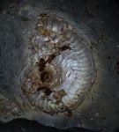 Аммонит Plasmatites?