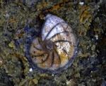 Фораминифера Lenticulina