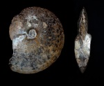 Аммонит Garniericeras subclypeiforme