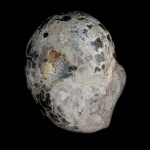 Аммонит Schaireria neoburgense (Oppel)