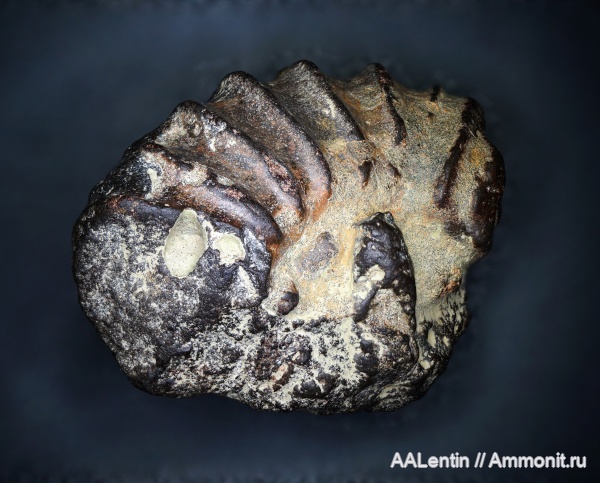 аммониты, юра, Самарская область, Acuticostites, Заводское обнажение