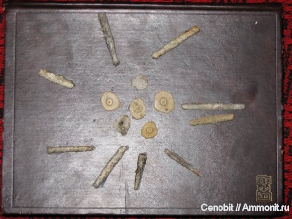 Archaeocidaris