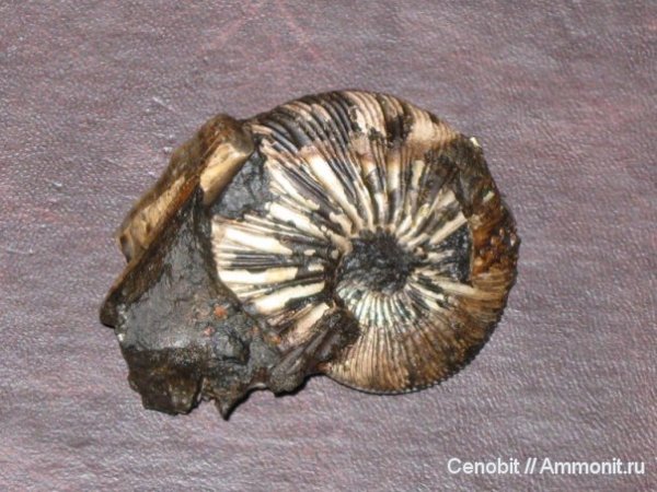 Virgatites, Virgatites virgatus, Virgatites gerassimovi