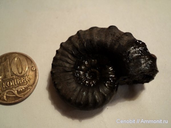 Euaspidoceras
