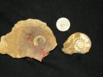 Proplanulites sp