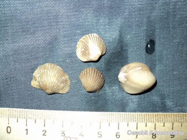 Orthida, Porambonites, Pentamerida, Orthambonites, Cyrtonotella