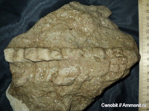 Endoceras, Ordovician