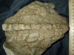 Endoceras