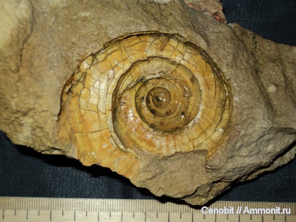 Euomphalus, Straparollus