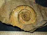 Гастропода Euomphalus