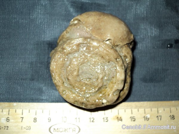 Diplotrypa