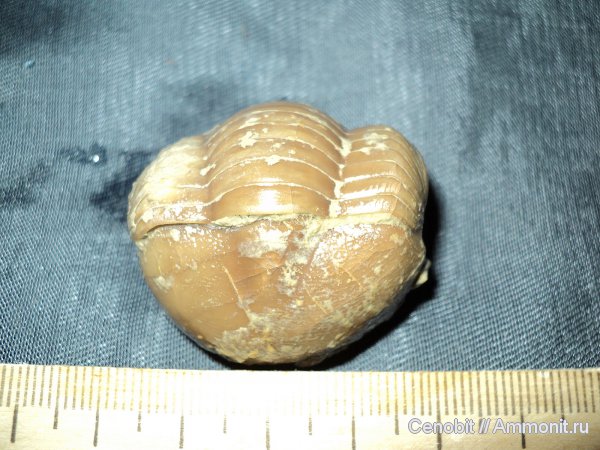 Illaenus
