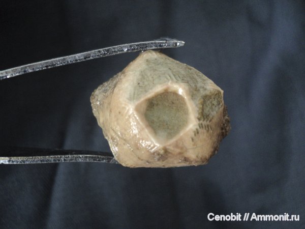 Echinoencrinites