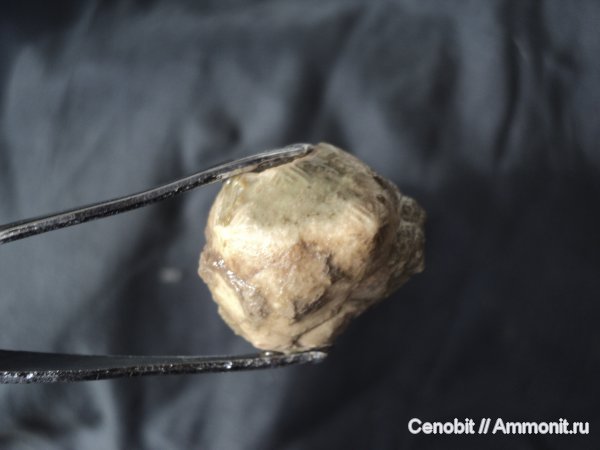 Echinoencrinites