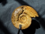 Аммонит Indosphinctes