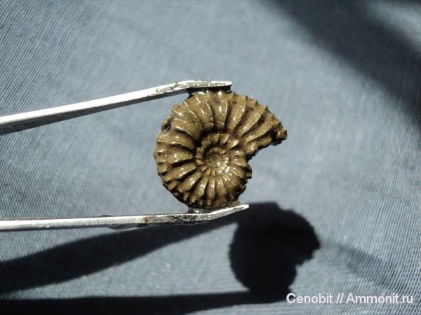 Amoeboceras, Amoeboceras tuberculatoalternans, Cardioceratidae