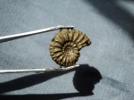 Аммонит Amoeboceras tuberculatoalternans