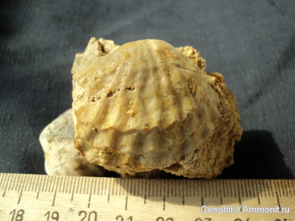 Meekella
