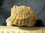 Брахиопода Meekella eximia (Verneuil)