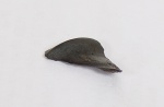Зуб Platyxystrodus