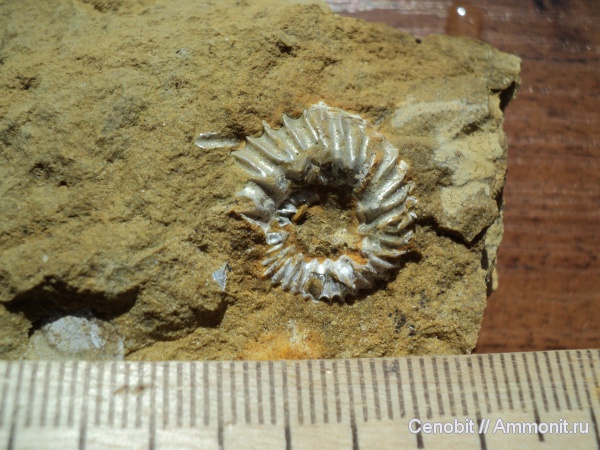 Aulacostephanus undorae