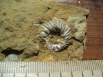 Аммонит Aulacostephanus undorae