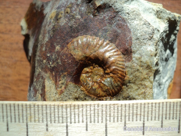 Sutneria