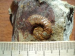 Аммонит Sutneria