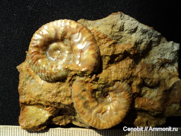 Sutneria