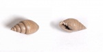 Гастропода Tornatellaea frearsiana