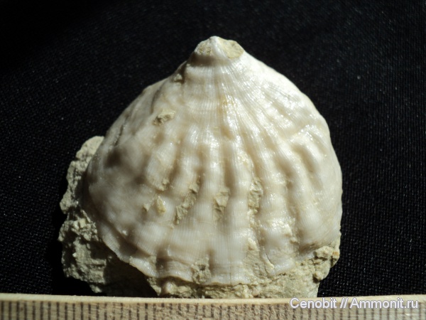 Meekella