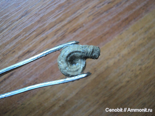 серпулы, Serpulidae