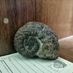 Аммонит