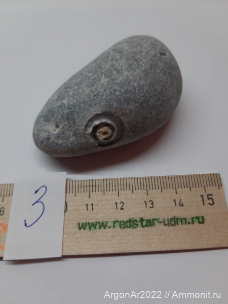 Serpula