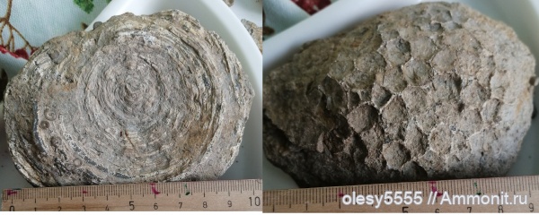 Окаменелости КУЗБАСС