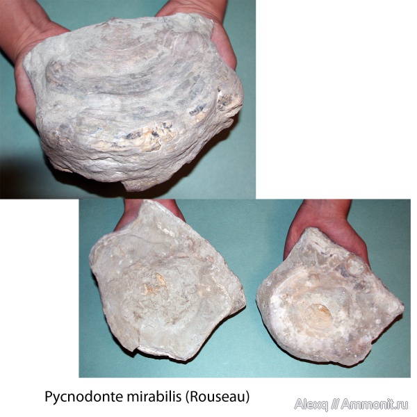 Устрица-тарелка 2 Pycnodonte mirabilis (Rouseau)