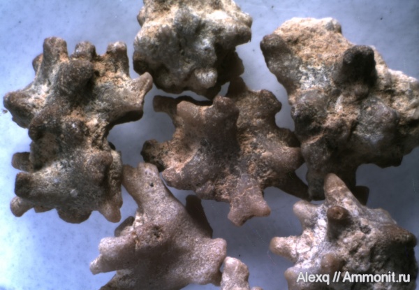 Gzhelistella